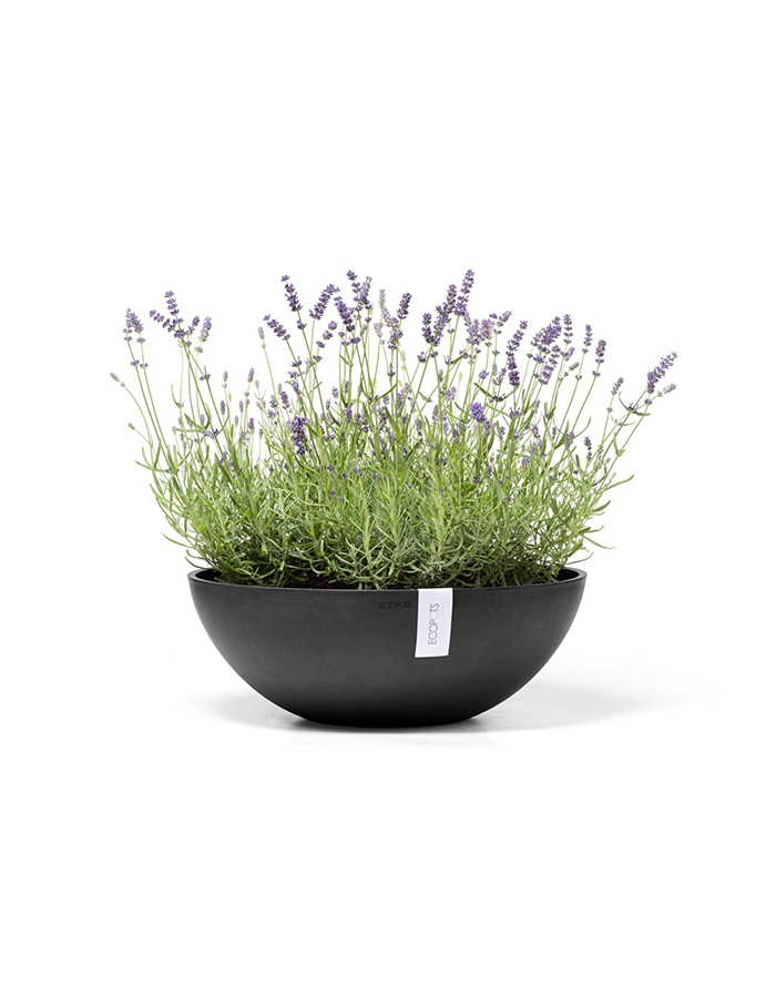 Vienna 50 Dark Grey