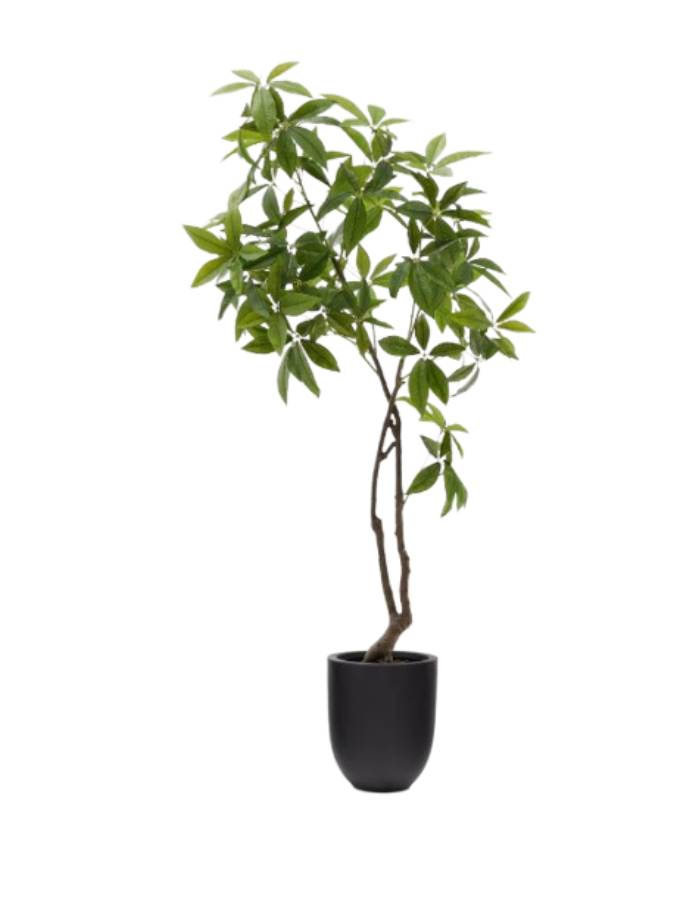 PACHIRA  artificiel avec pot noir 180 cm