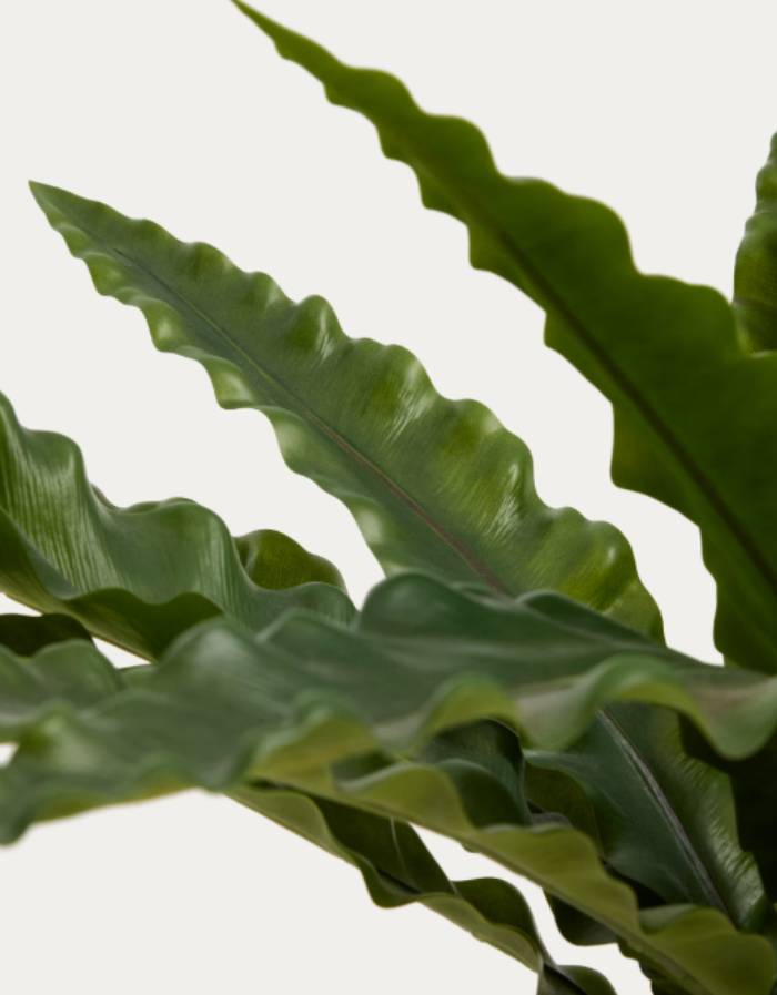PLANTE ARTIFICIELLE NEOTTOPTERIS AVEC POT BLANC 70 CM