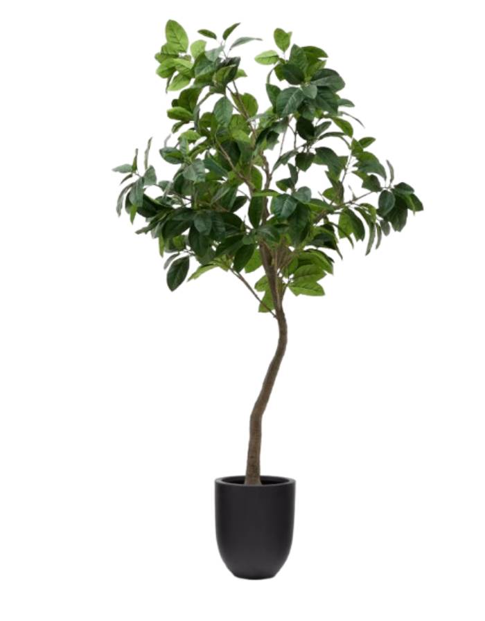 FICUS  artificiel avec pot noir 210 cm